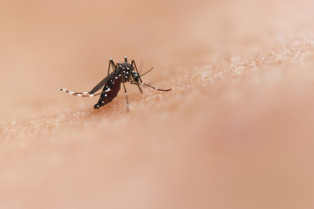 Close-up of an Aedes mosquito biting human skin